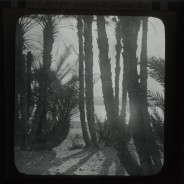 Böhl glass slide 61./1482